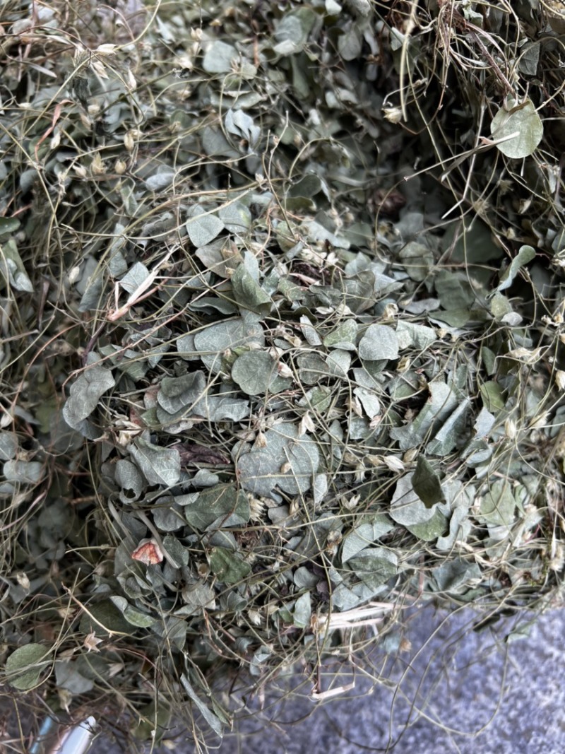 化石草小叶金钱草圆叶化石草肾茶