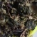 农家自种的地皮菜干货，新鲜好吃500克为—件包邮。