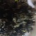 农家自种的地皮菜干货，新鲜好吃500克为—件包邮。