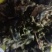 农家自种的地皮菜干货，新鲜好吃500克为—件包邮。