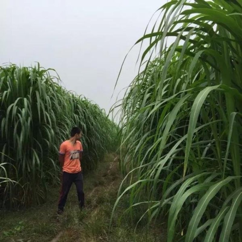 高产牧草巨菌草，养殖牛羊马驴猪鹅等家禽