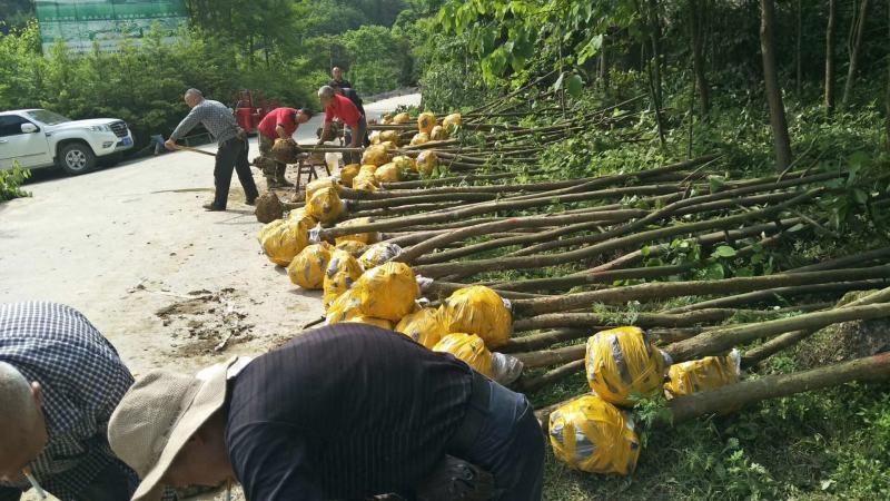 四川夏禹林苗木珙桐树小苗幼苗中华鸽子树绿化树种基地直销