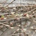 四川夏禹林苗木珙桐树小苗幼苗中华鸽子树绿化树种基地直销