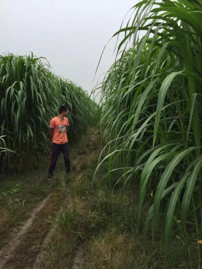 高产牧草巨菌草，养殖牛羊马驴猪鹅等家禽