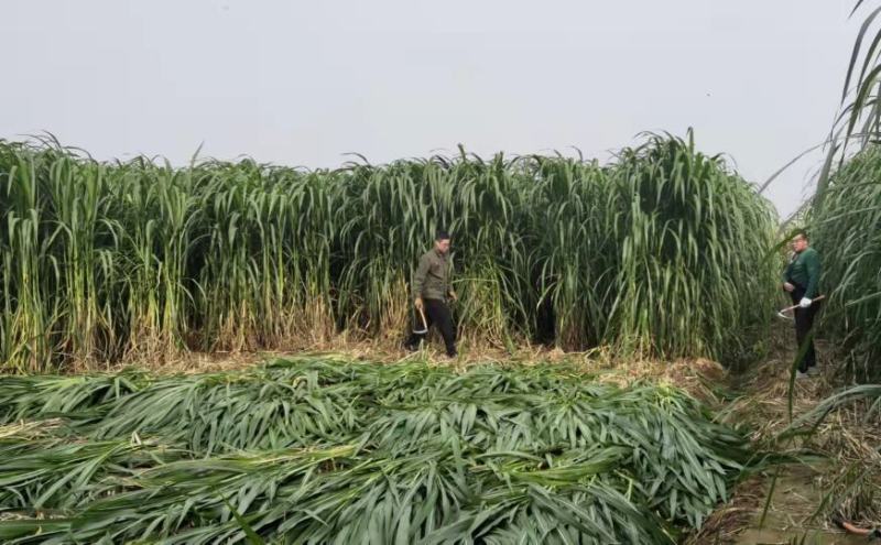 高产牧草巨菌草，养殖牛羊马驴猪鹅等家禽