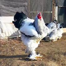 活体鸡苗珍珠鸡贵妃鸡养殖场芦花鸡观赏鸡苗量大从优货到付