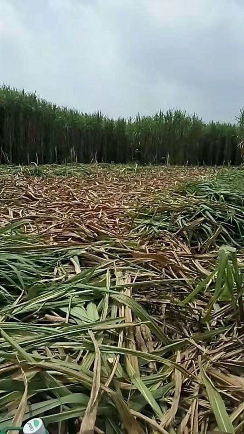 高产牧草皇竹草，皇竹草适口性好，营养价值高