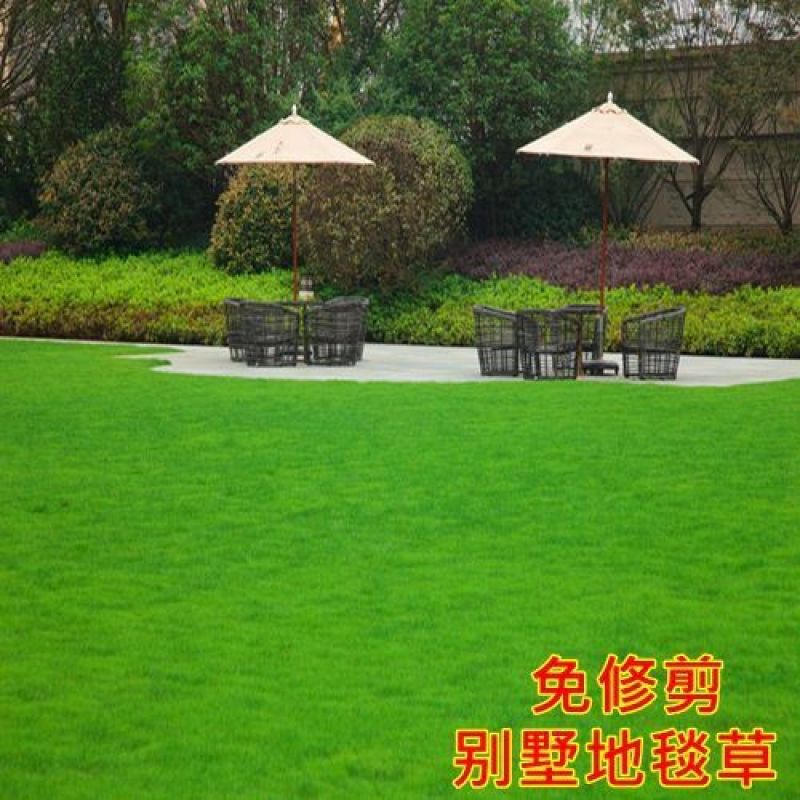 草坪种子草籽，混播四季青种子草籽，护坡绿化草坪种子批发