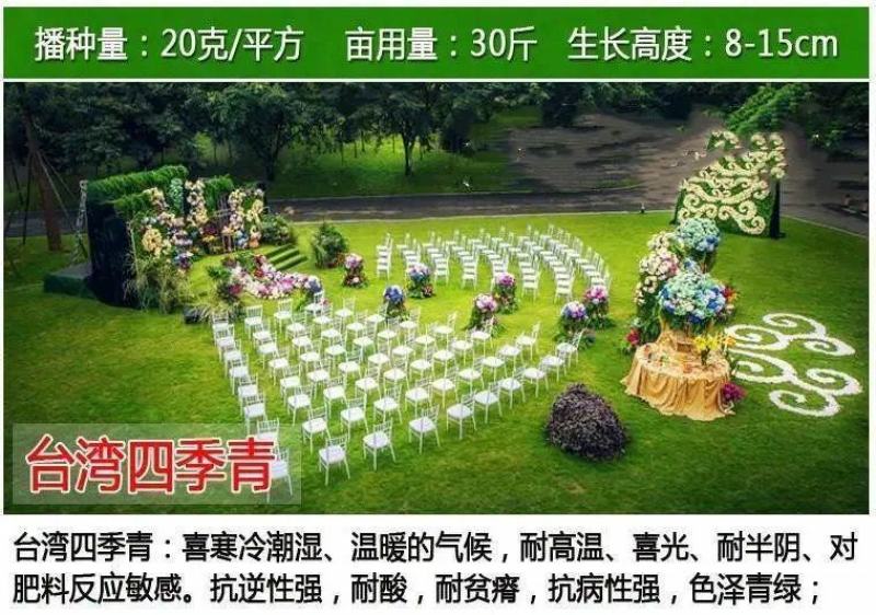 草坪种子草籽，混播四季青种子草籽，护坡绿化草坪种子批发