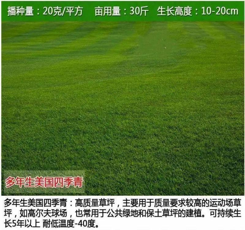 草坪种子草籽，混播四季青种子草籽，护坡绿化草坪种子批发