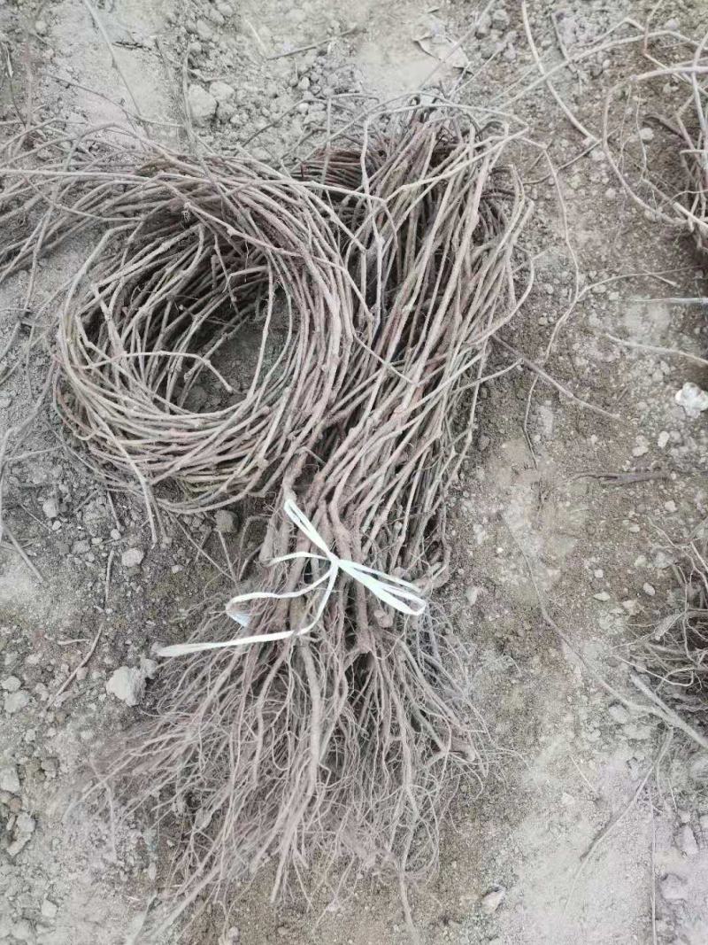 批发藤本爬藤攀岩植物，三叶五叶爬山虎，爬藤苗