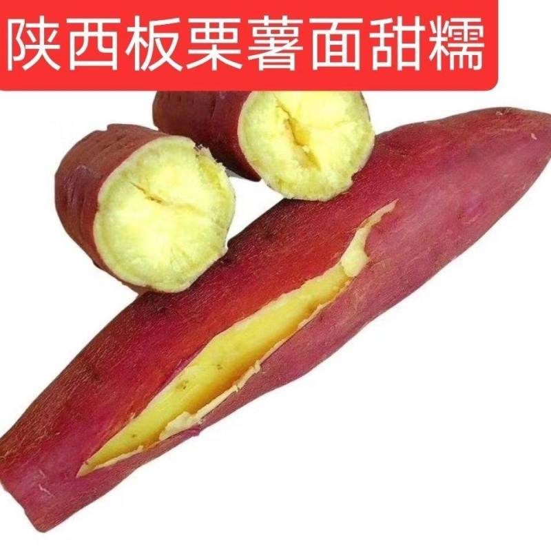秦薯5号红薯苗15~25cm