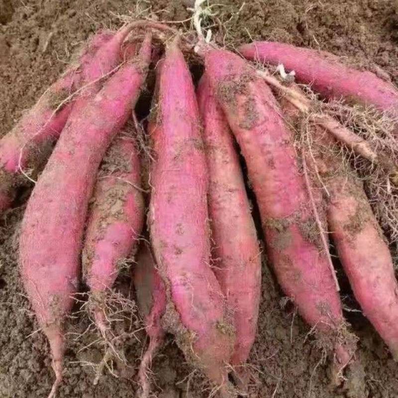陕西杨凌秦薯5号红薯苗西北农林科技大学直属直发。