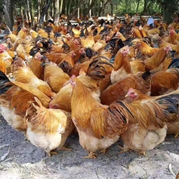 【荐】广东精品鸡肉优质散养肉质鲜美质量保证欢迎采