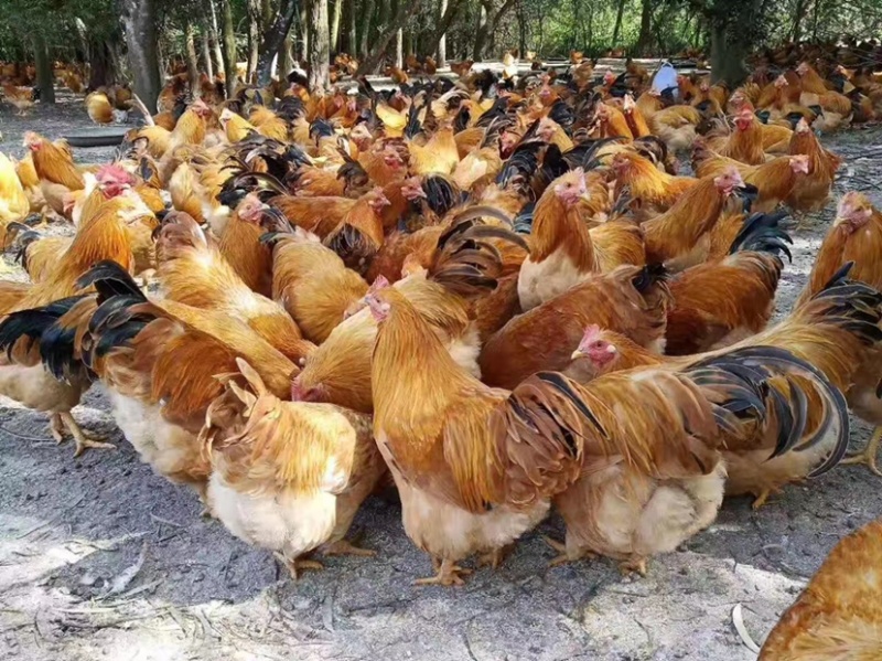 【荐】广东精品鸡肉优质散养肉质鲜美质量保证欢迎采