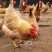 【荐】广东精品鸡肉优质散养肉质鲜美质量保证欢迎采