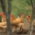 【荐】广东精品鸡肉优质散养肉质鲜美质量保证欢迎采
