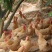【荐】广东精品鸡肉优质散养肉质鲜美质量保证欢迎采