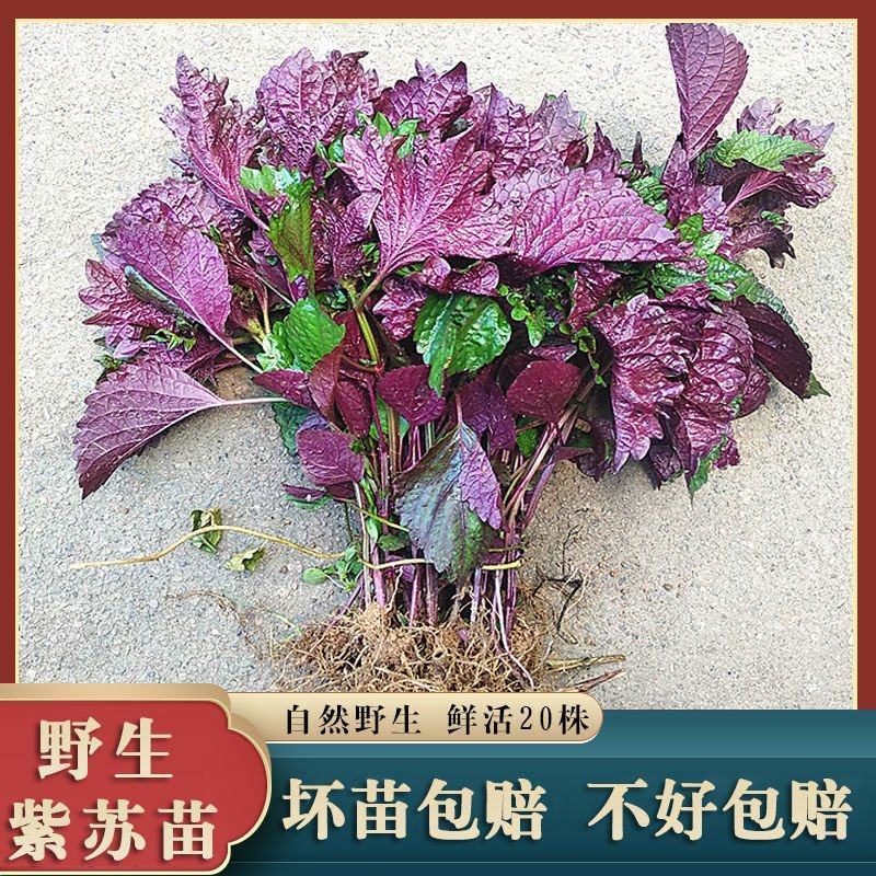 紫苏苗带泥发货可吃可种全国发货量大从优