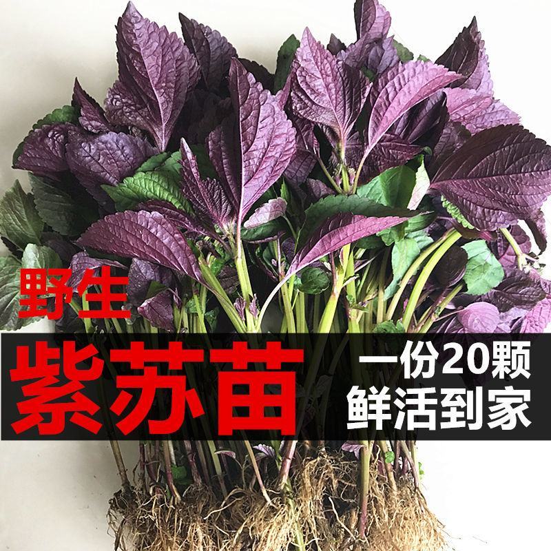 紫苏苗带泥发货可吃可种全国发货量大从优