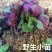 紫苏苗带泥发货可吃可种全国发货量大从优