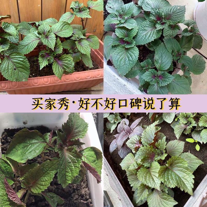 紫苏苗带泥发货可吃可种全国发货量大从优