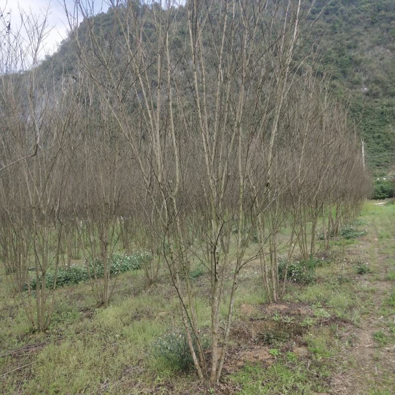 从生火箭红紫薇