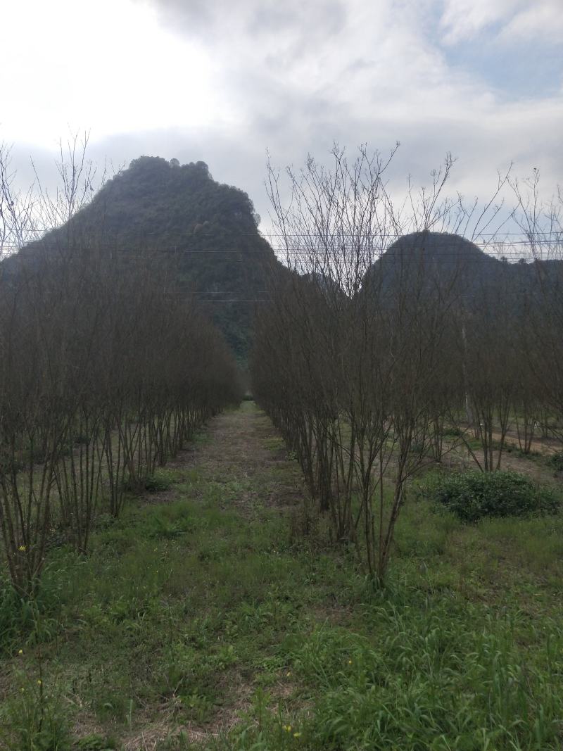 从生火箭红紫薇