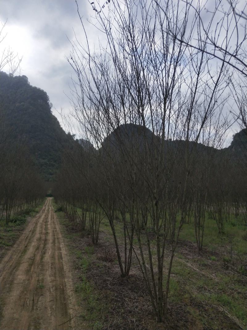 从生火箭红紫薇