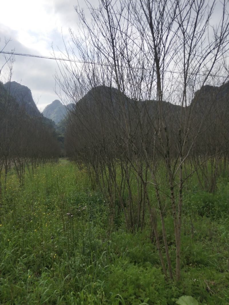从生火箭红紫薇