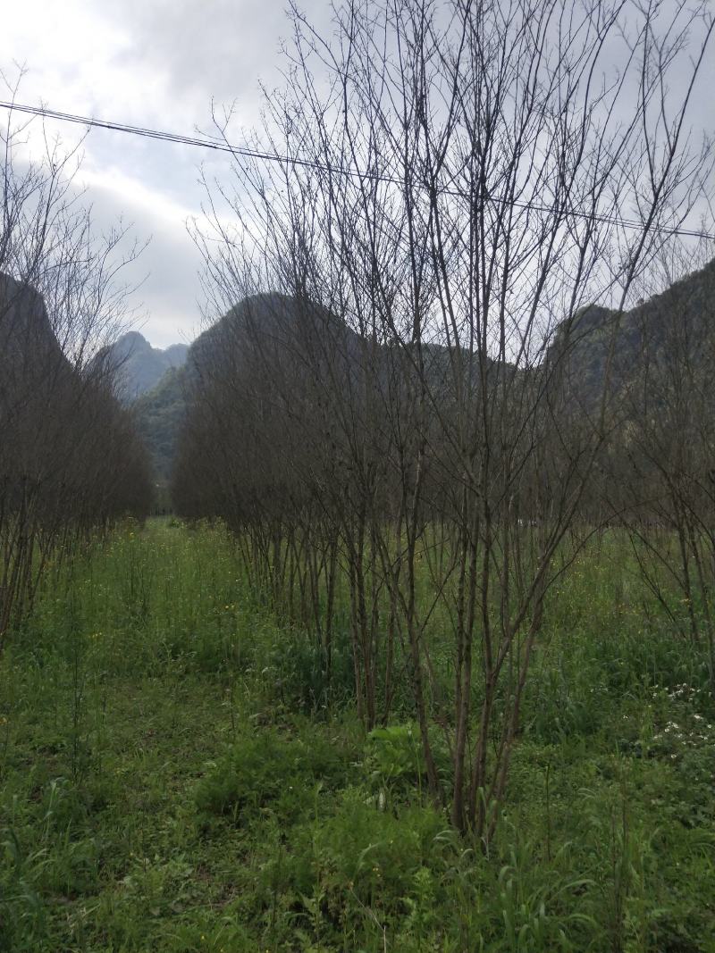 从生火箭红紫薇