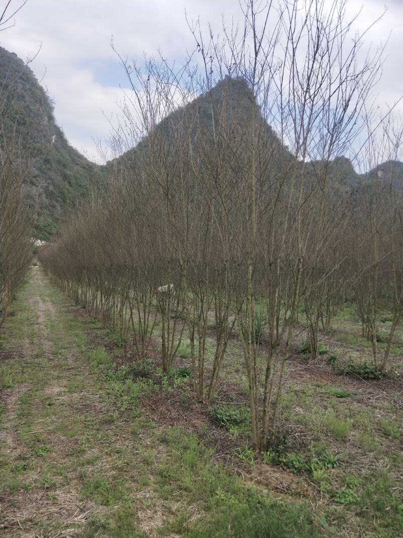 从生火箭红紫薇
