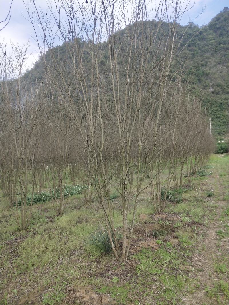 从生火箭红紫薇