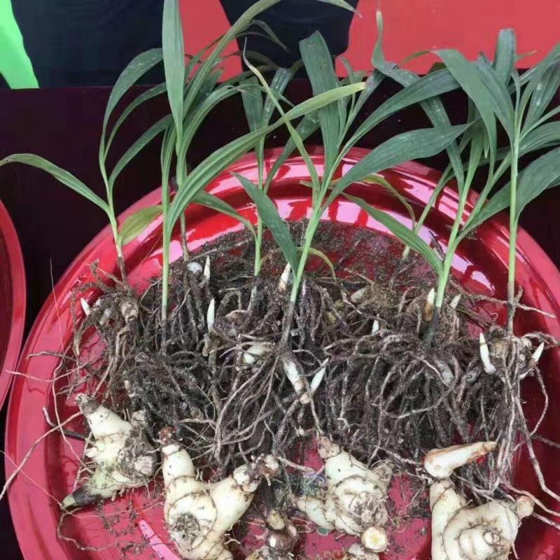 紫花三叉白及大苗，块茎3公分左右，为组培驯化三年苗