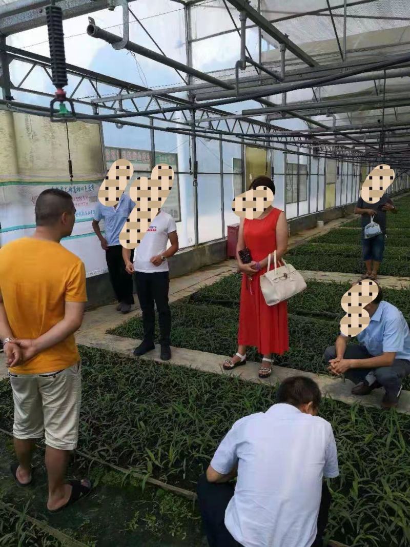 紫花三叉白及大苗，块茎3公分左右，为组培驯化三年苗