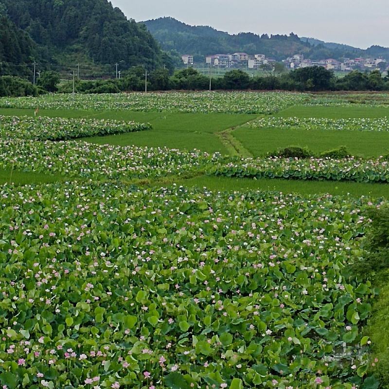 广昌白莲种苗