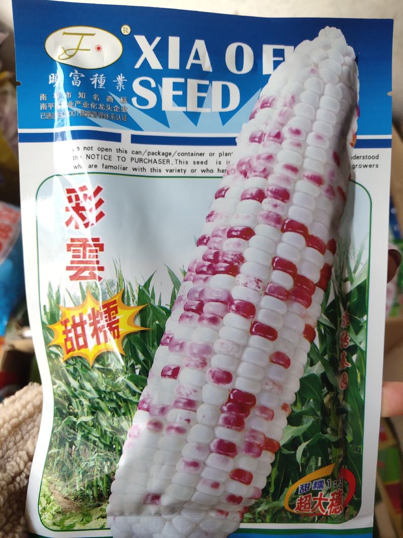 彩雲甜糯玉米种子，非转基因，高产，