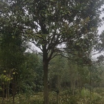 湖南广玉兰，郴州广玉兰，贵州广玉兰，福建广玉兰