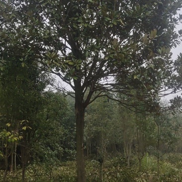 湖南广玉兰，郴州广玉兰，贵州广玉兰，福建广玉兰