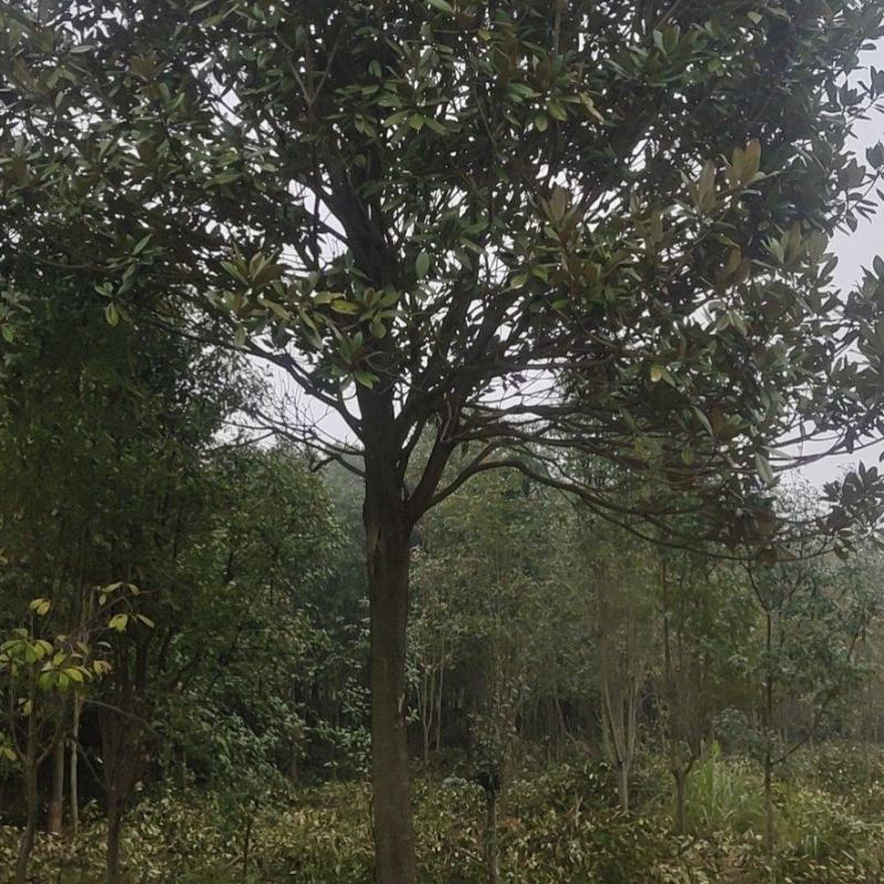 湖南广玉兰，郴州广玉兰，贵州广玉兰，福建广玉兰