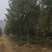 湖南广玉兰，郴州广玉兰，贵州广玉兰，福建广玉兰