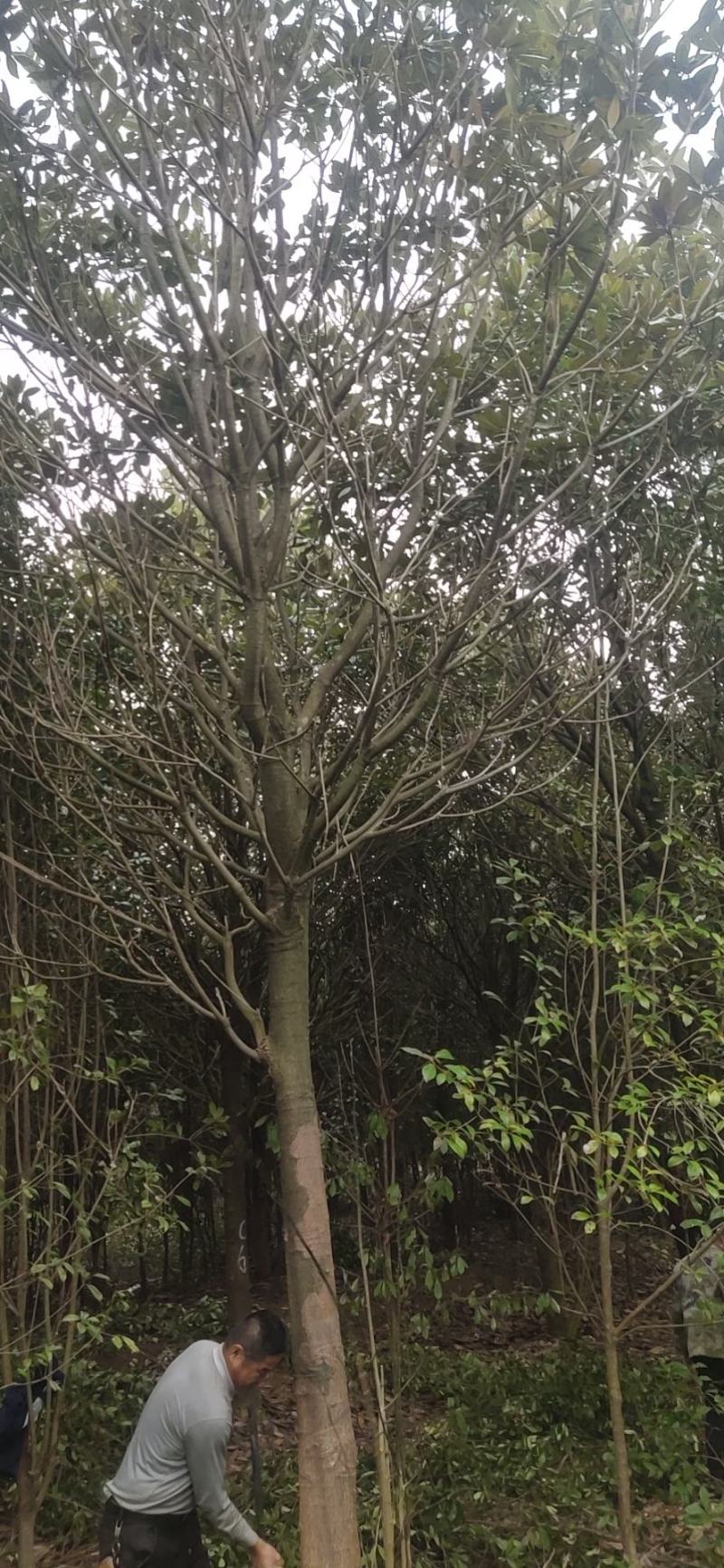湖南广玉兰，郴州广玉兰，贵州广玉兰，福建广玉兰
