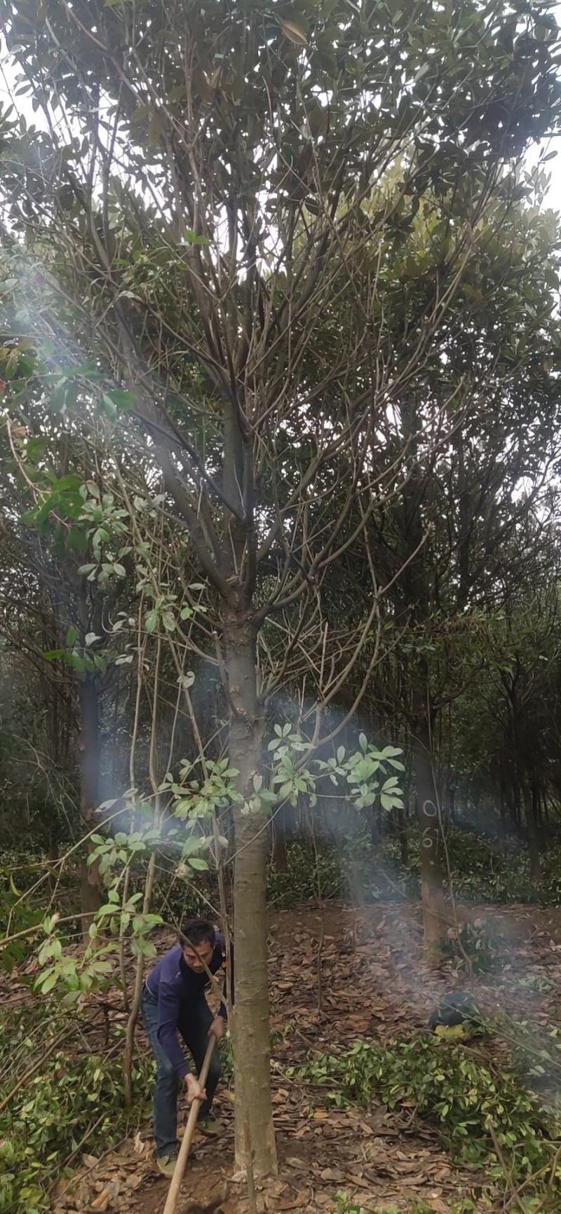 湖南广玉兰，郴州广玉兰，贵州广玉兰，福建广玉兰