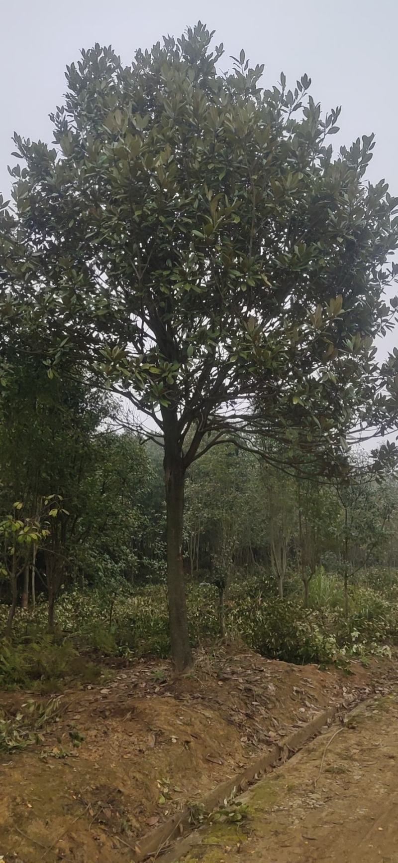 湖南广玉兰，郴州广玉兰，贵州广玉兰，福建广玉兰