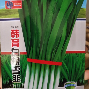 韩育白梗雪韭菜种子