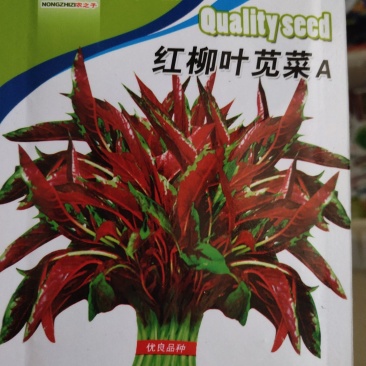 红柳叶苋菜种子，茎浅绿色，