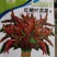 红柳叶苋菜种子，茎浅绿色，