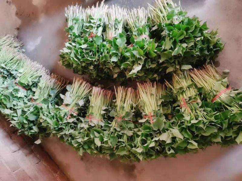 杨凌优质脱毒秦薯4号，秦薯5号，紫薯，西瓜红，