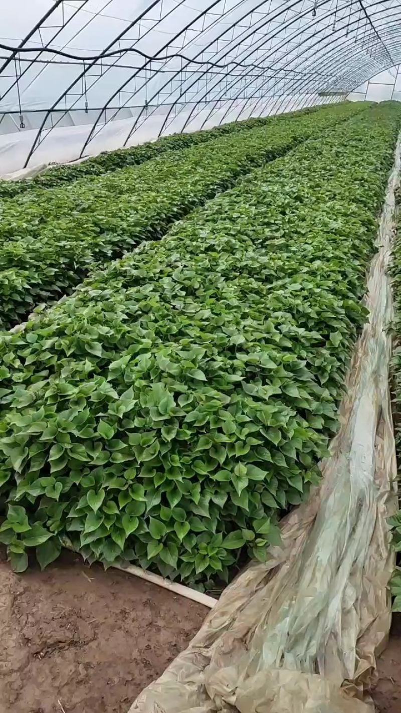 杨凌优质脱毒秦薯4号，秦薯5号，西瓜红，紫薯，