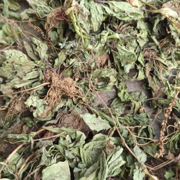 野葱，车前草，蒲公英，香椿，红薯粉